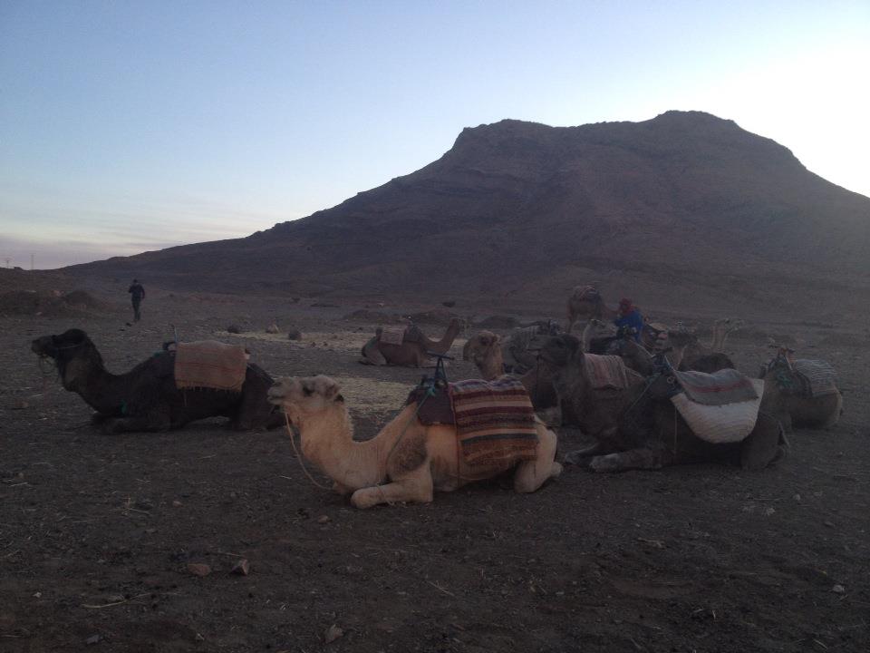 Sahara Desert Camels